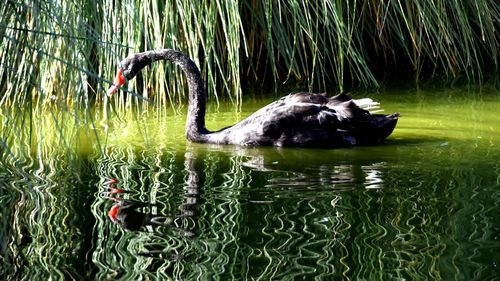 Duck swimming in lake