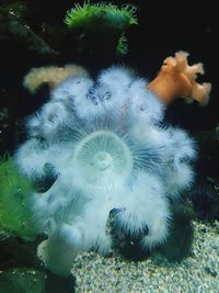 Close-up of jellyfish in water