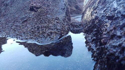 Close-up of turtle in water