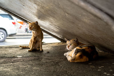 Cat sitting in a car