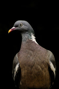 Close-up of bird perching on black background