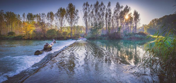 View of lake in forest