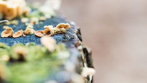 Close-up of insect on rock