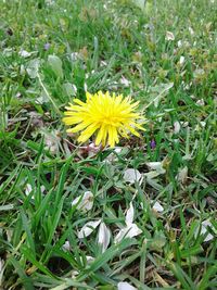 Close-up of yellow crocus blooming on field