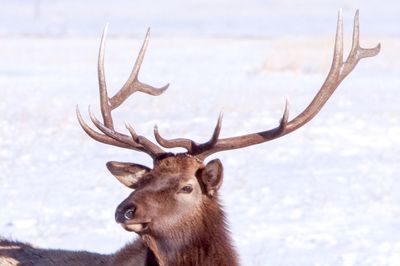 Deer on snow covered land