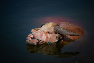 High angle view of a buffalo in water