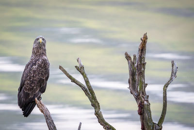 Close-up of a bird on stem against blurred water