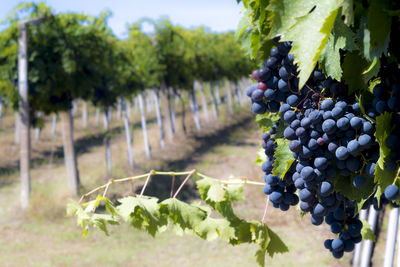 Close-up of red grapes growing at vineyard