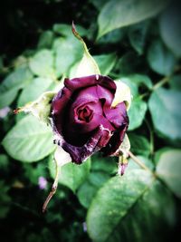 Close-up of wilted rose