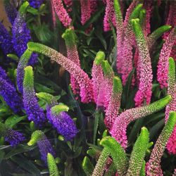 Close-up of purple flowers