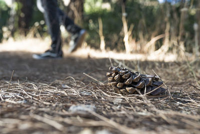 Close-up of pine cones on field in forest