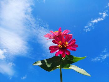 Low angle view of pink flowering plant against sky