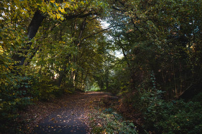 Trees in forest