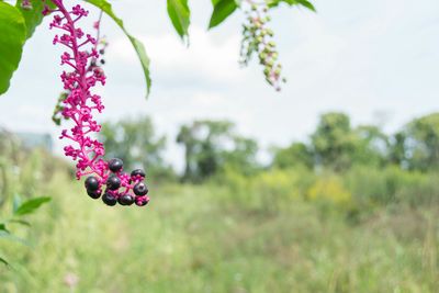 Close-up of pink flowers
