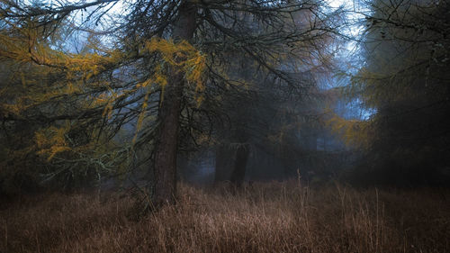 Trees in forest