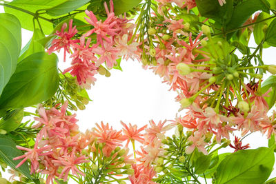 Low angle view of flowering plant