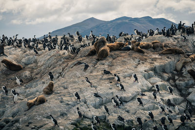 Flock of birds on the land