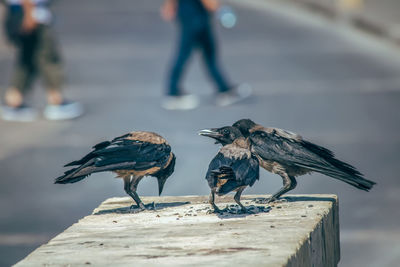 Close-up of birds perching on wood
