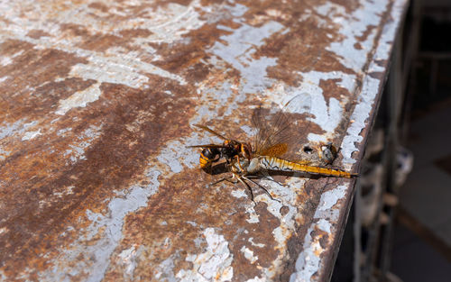 Bee are killing dragonflies. on the rusted tank