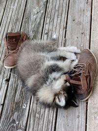 High angle view of cat sleeping on wooden floor
