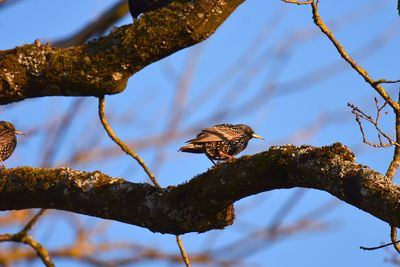 Low angle view of a bird perching on branch against sky