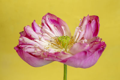 Close-up of pink flower against yellow background