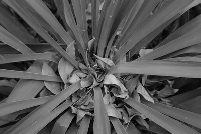 Full frame shot of leaves