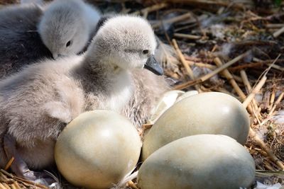 Close-up of cygnets with eggs on straws