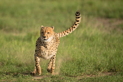 View of a cat on field