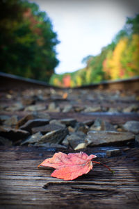 Close-up of autumn leaves