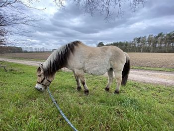 Horses in a field