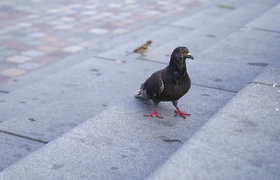 High angle view of pigeon perching on footpath