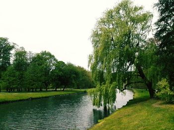 Scenic view of river amidst trees against clear sky