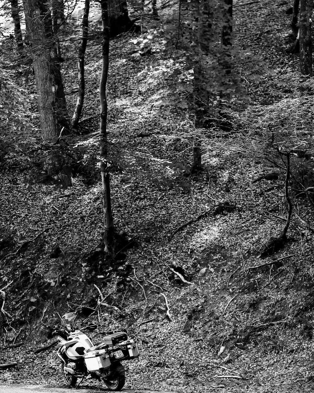 HIGH ANGLE VIEW OF TREES AT FOREST