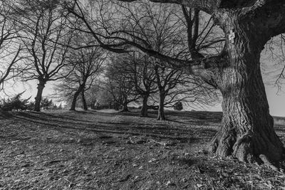 Bare trees on field