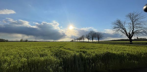 Scenic view of agricultural field against sky