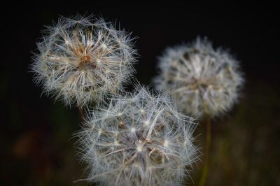 Close-up of dandelion