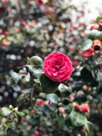 Close-up of pink rose