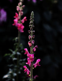 Close-up of pink flowering plant