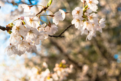 Spring time blooms - close up of beautiful cherry blossoms in the early spring morning sun light