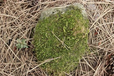High angle view of nest on field