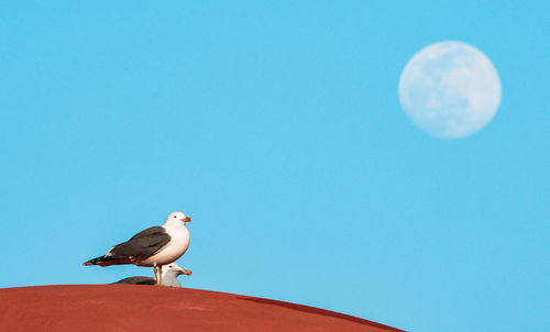 Low angle view of seagull against clear blue sky