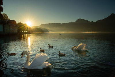 Swans swimming in lake against sky during sunset