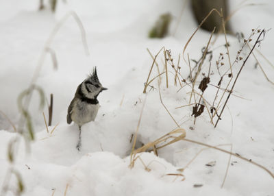 Close-up of bird perching on snow