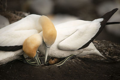 Close-up of two birds on land