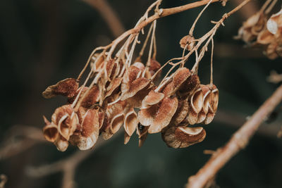Close-up of dried plant