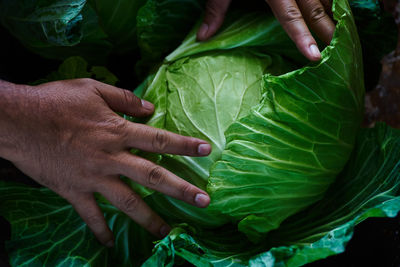 Midsection of person holding leaves