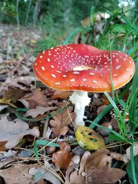 Close-up of fly agaric mushroom on field