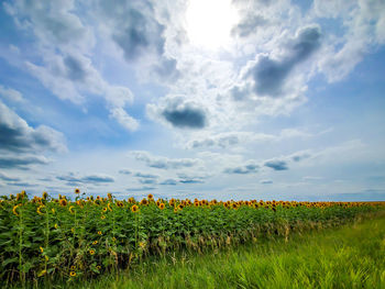 Scenic view of agricultural field against sky