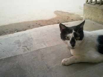 Portrait of cat